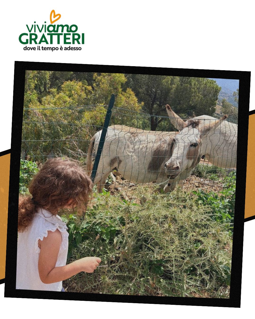 gratteri-asinello-festival-del-bosco